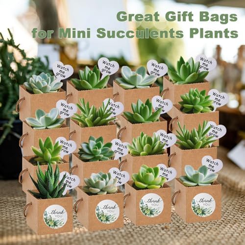 40 Pack Succulent Wrap Bags with Gift Box Set
