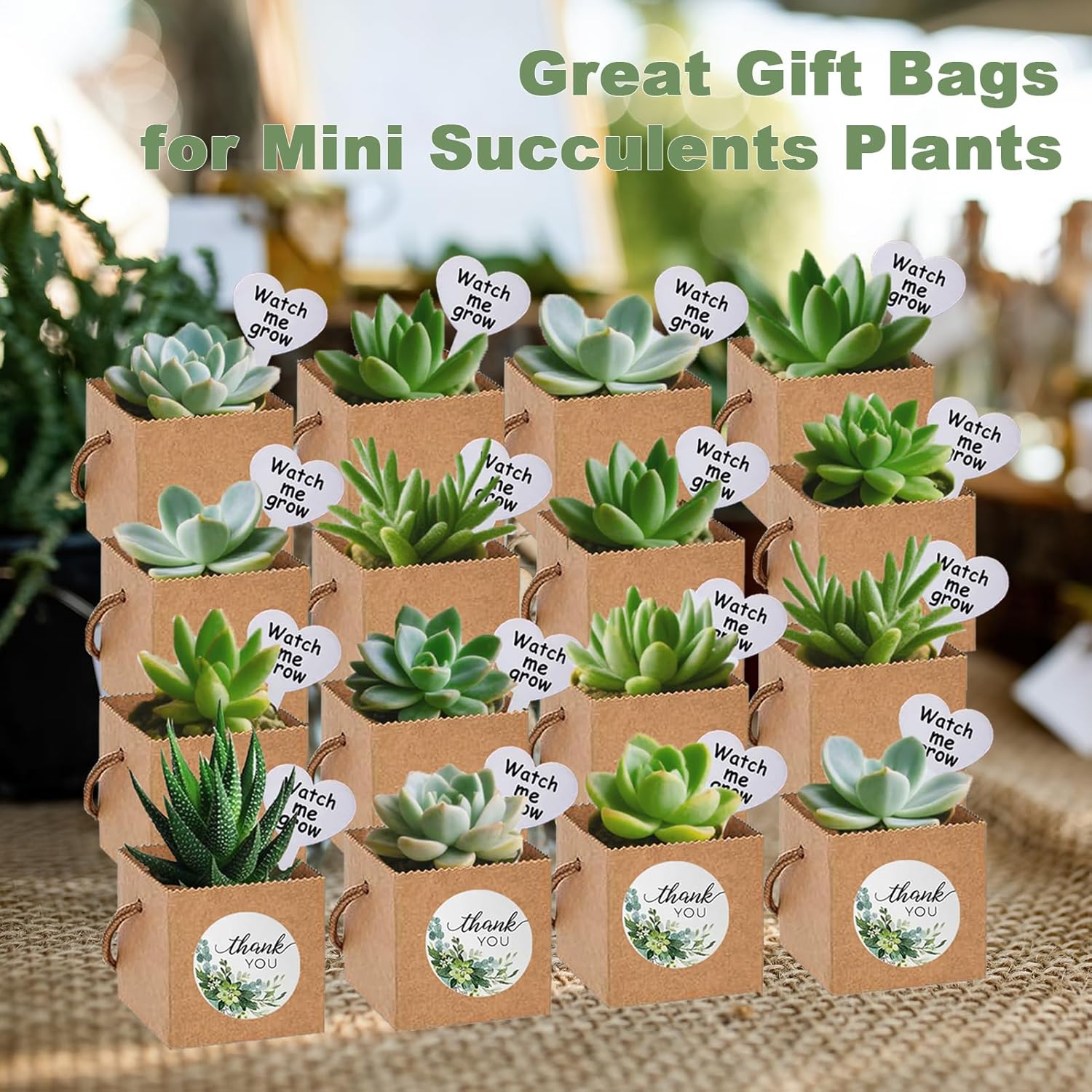 40 Pack Succulent Wrap Bags with Gift Box Set